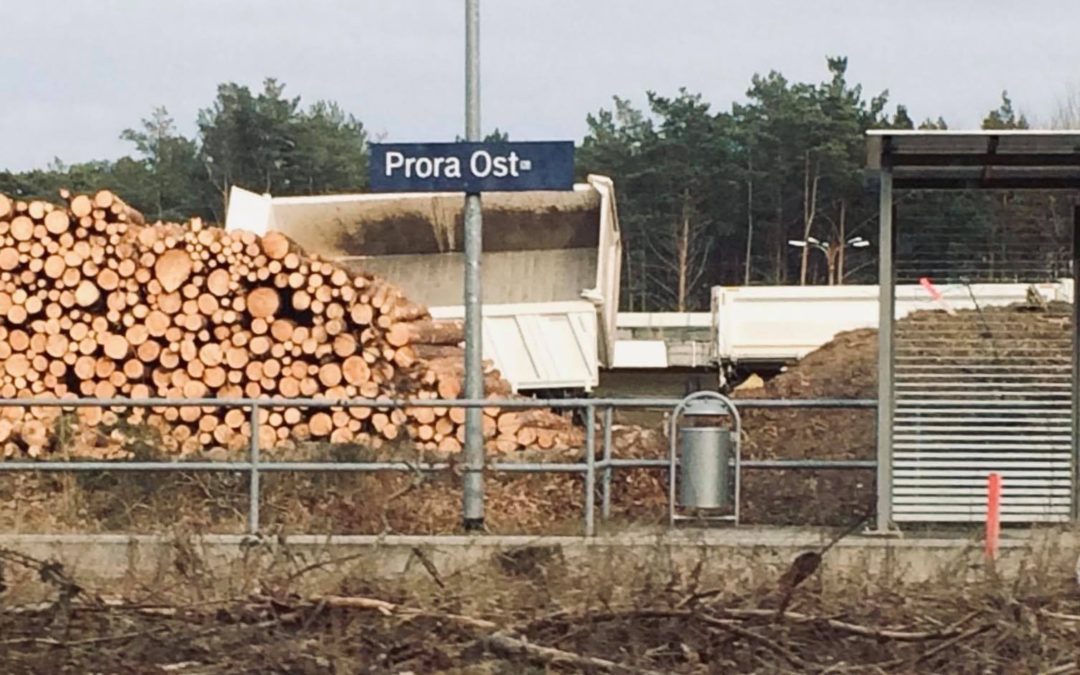 Nachgefragt: Kahlschlag zwischen Binz & Prora