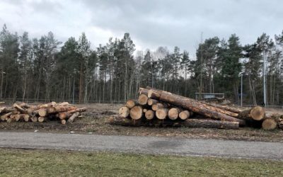 Aufreger in Prora: Brutaler Kahlschlag