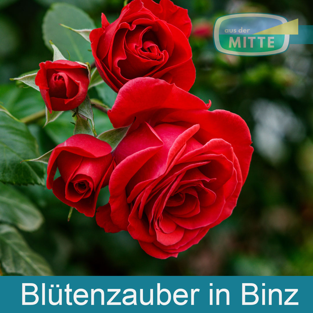 Blütenzauber in Binz aus der MITTE Binz & Prora